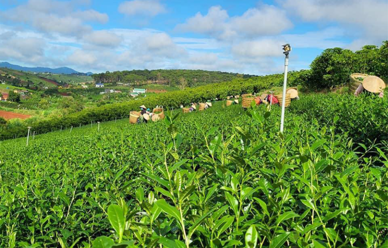 Trà Oolong Việt Nam Chất lượng làm nên cơ hội vươn tầm thế giới