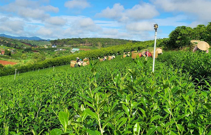 Trà Oolong Việt Nam Chất lượng làm nên cơ hội vươn tầm thế giới