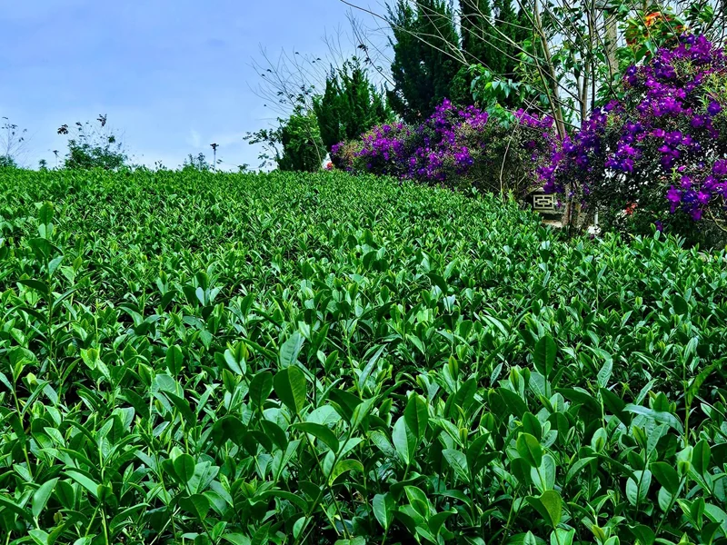 Uống trà xanh có tác dụng gì? #7 lợi ích của trà xanh
