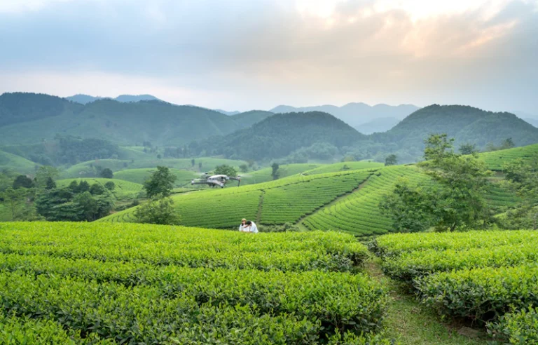 Trà Xanh Bảo Lộc - Nét Tinh Hoa Từ Vùng Đất Cao Nguyên