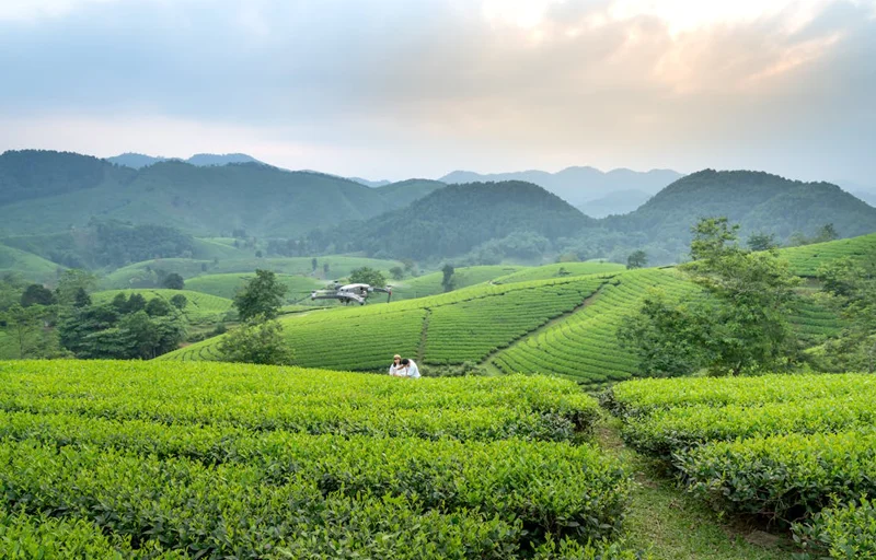 Trà Xanh Bảo Lộc - Nét Tinh Hoa Từ Vùng Đất Cao Nguyên