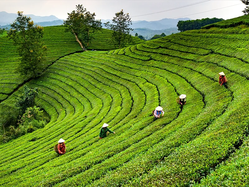 Top 7 Các Vùng Trà Nổi Tiếng Việt Nam – Hương Vị, Văn Hóa và Tinh Hoa Trà Việt