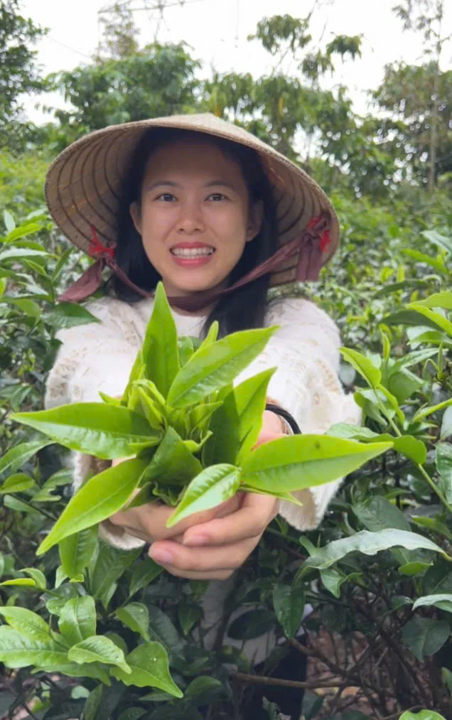 Lá Trà Xanh Công Dụng Và Cách Dùng - Hương Kim Thành